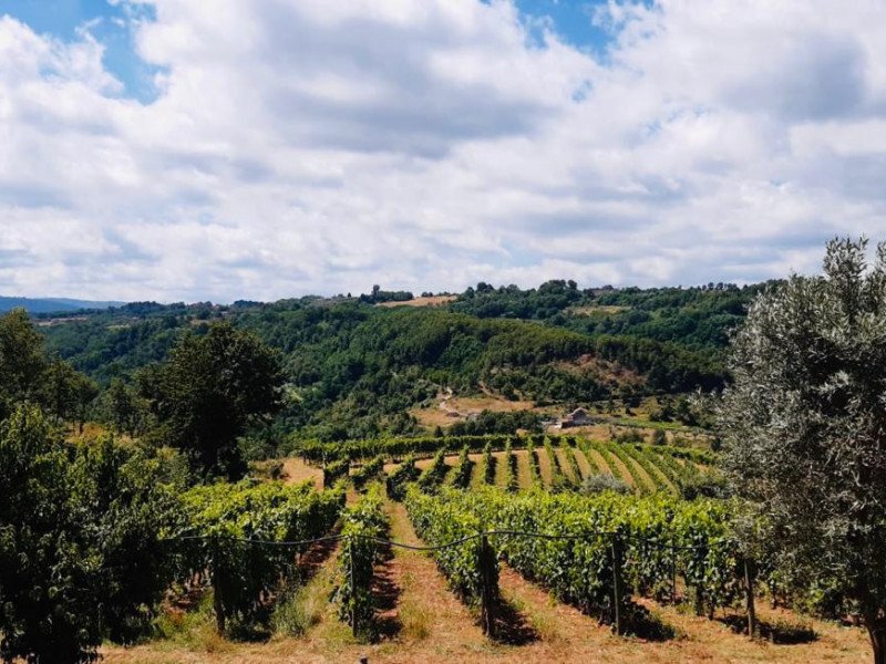 Viaggiart: Estate in vigna, viaggio sulle colline di Donnici